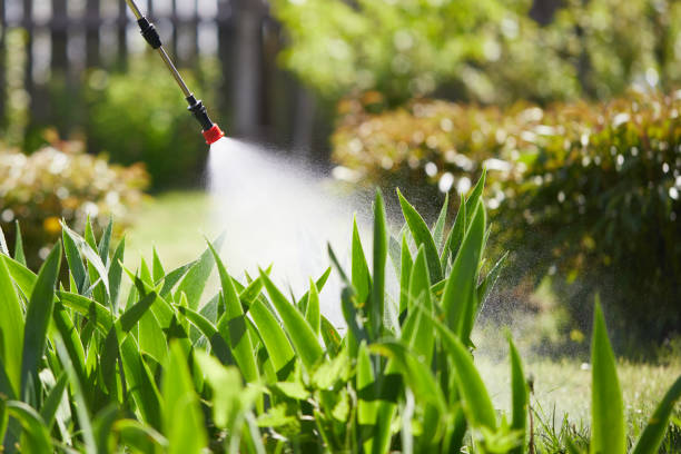 24/7 Emergency Termite Control experts in Loves Park, IL